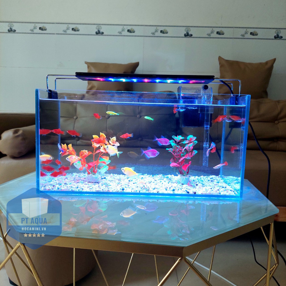 Bể cá mini 40cm COMBO đầy đủ phụ kiện
