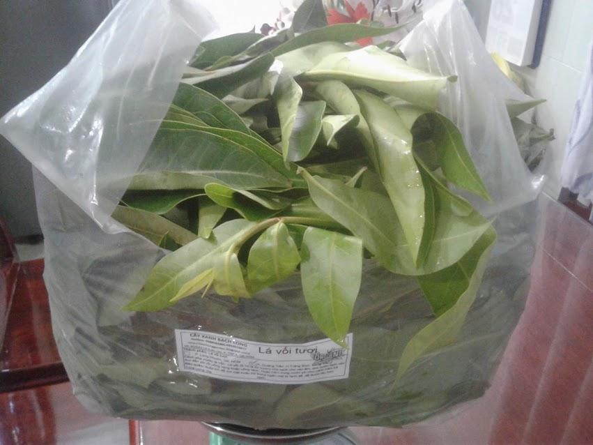 Cây, Lá vối tươi
