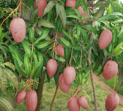 Cây giống Xoài Đỏ Nhật Bản. [ CÂY GIỐNG CAO 1M ĐẸP ]