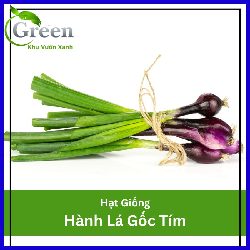 Hạt Giống Hành Lá Gốc Tím