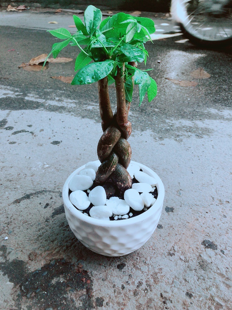 Chậu Kim Ngân Thắt Bính 3 Thân