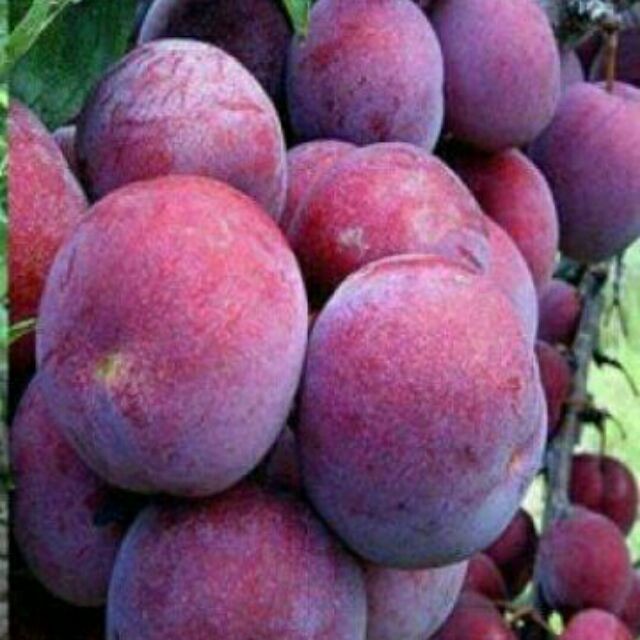 CÂY GIỐNG MẬN HẬU-MẬN TAM HOA + Tặng 2 Cây Quế Giống