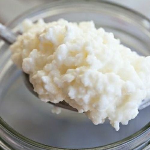 nấm sữa kefir 10gr