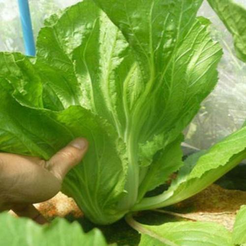 Hạt Giống Rau Cải Bẹ Dưa F1. Túi 20 Gram