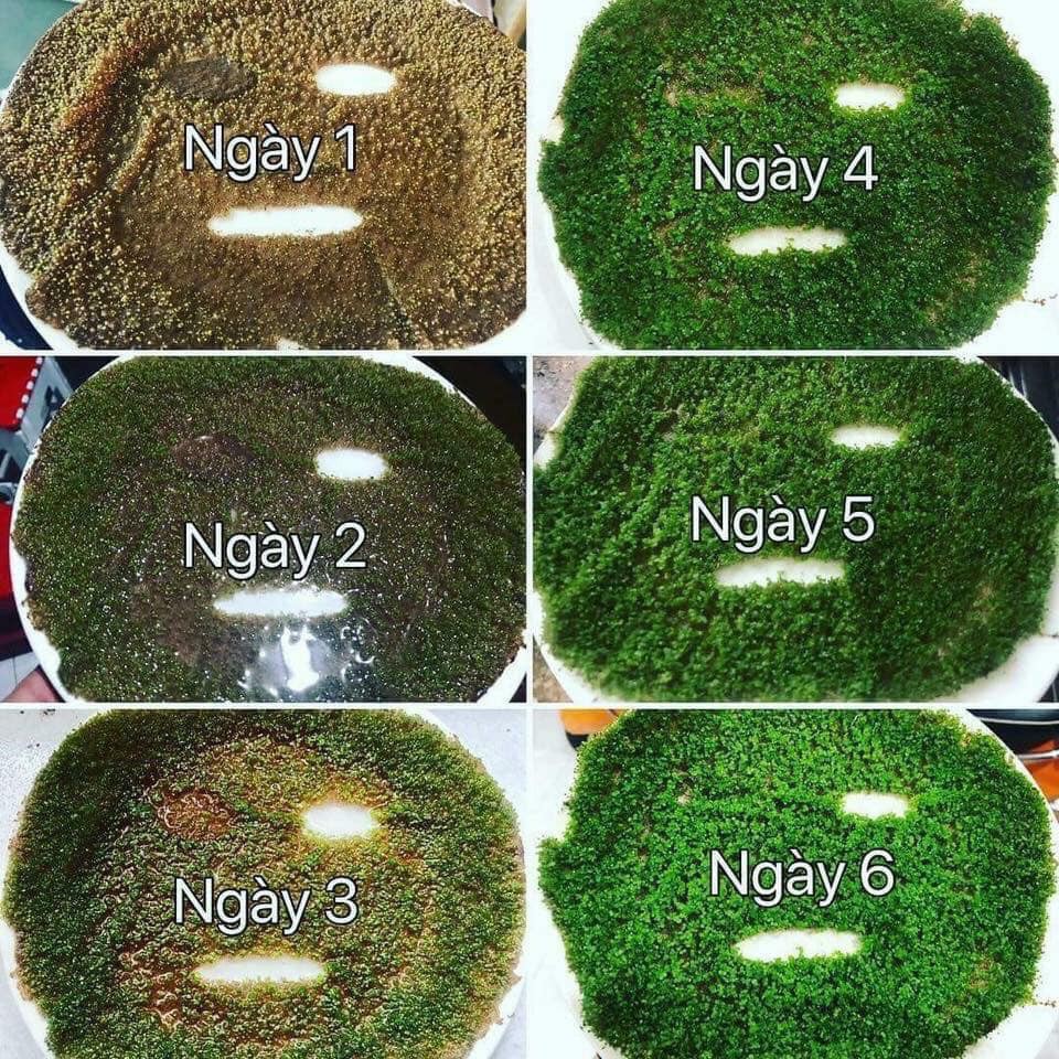 Mặt Nạ Mầm Tảo Biển......