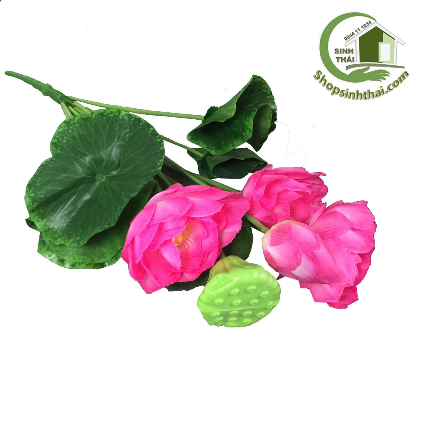 [HCM]Hoa sen giả - bụi sen lớn