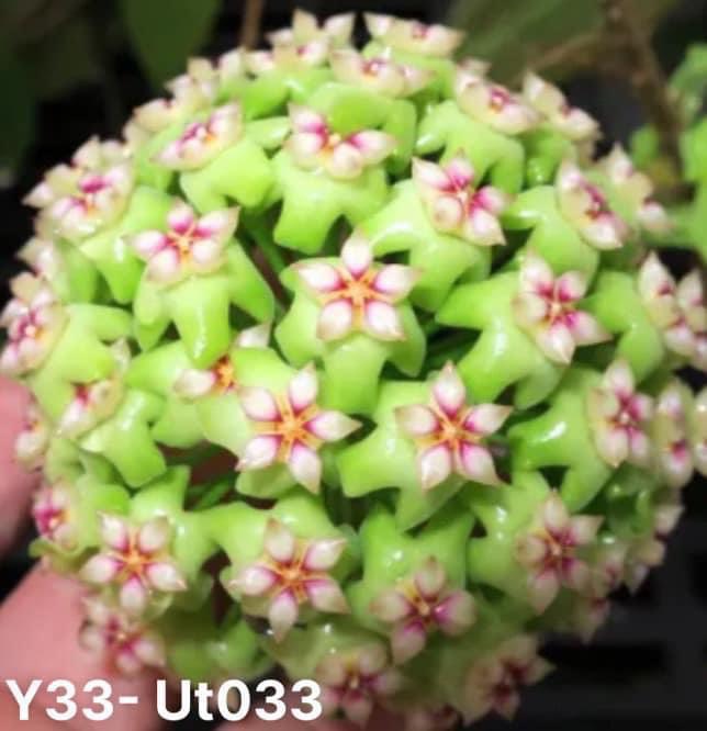 Cây giống lan cẩm cù xanh