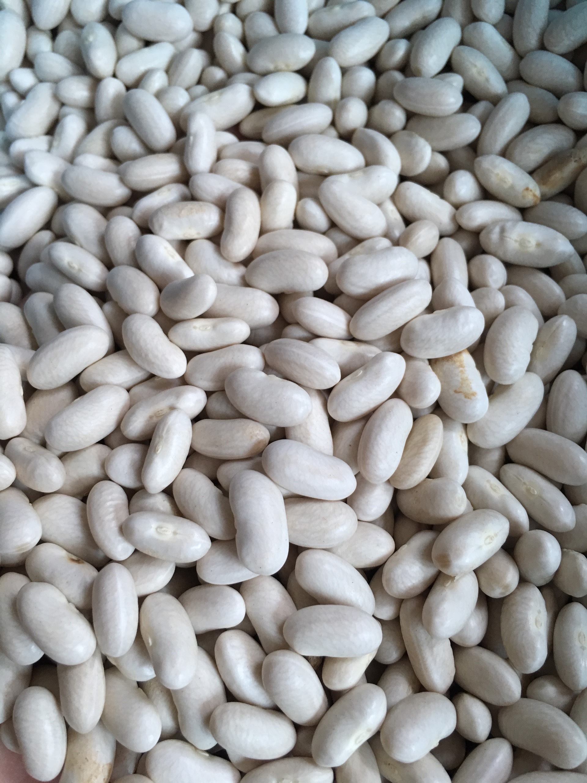 Đỗ trắng hạt to vụ mới Thơm - Bở (gói 0.5kg Hút chân không)