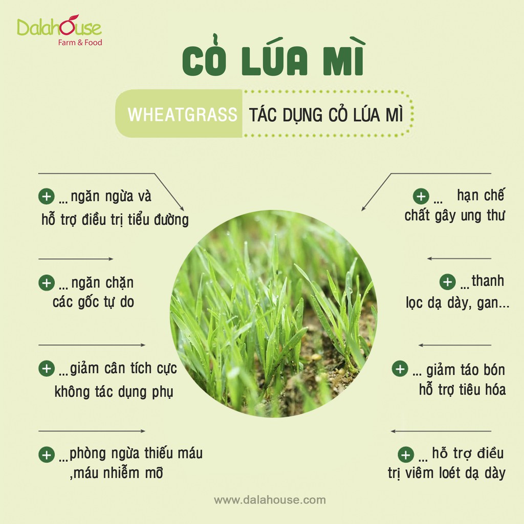 Bột Cỏ Lúa Mì DalaHouse 60 gram ( 100% Natural Wheatgrass Powder)