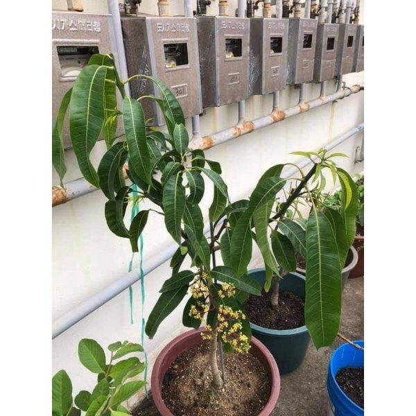 Xoài Thái siêu lùn siêu sớm