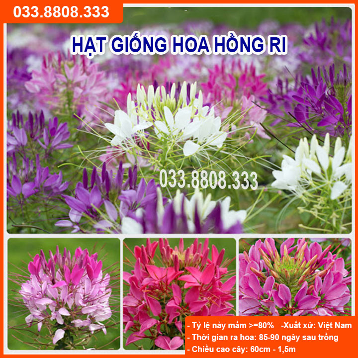 HẠT GIỐNG HOA HỒNG RI - GIỐNG CHUẨN