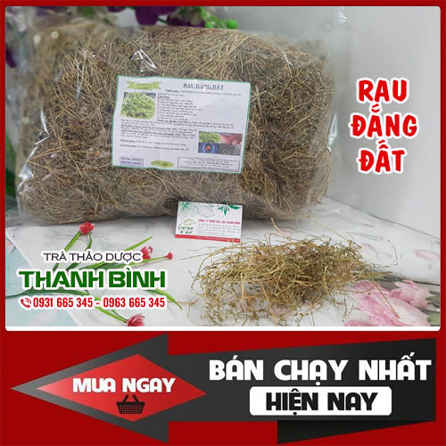Cây Rau Đắng Loại Đặc Biệt 500g Hàng Cty - Dược Liệu Thanh Bình
