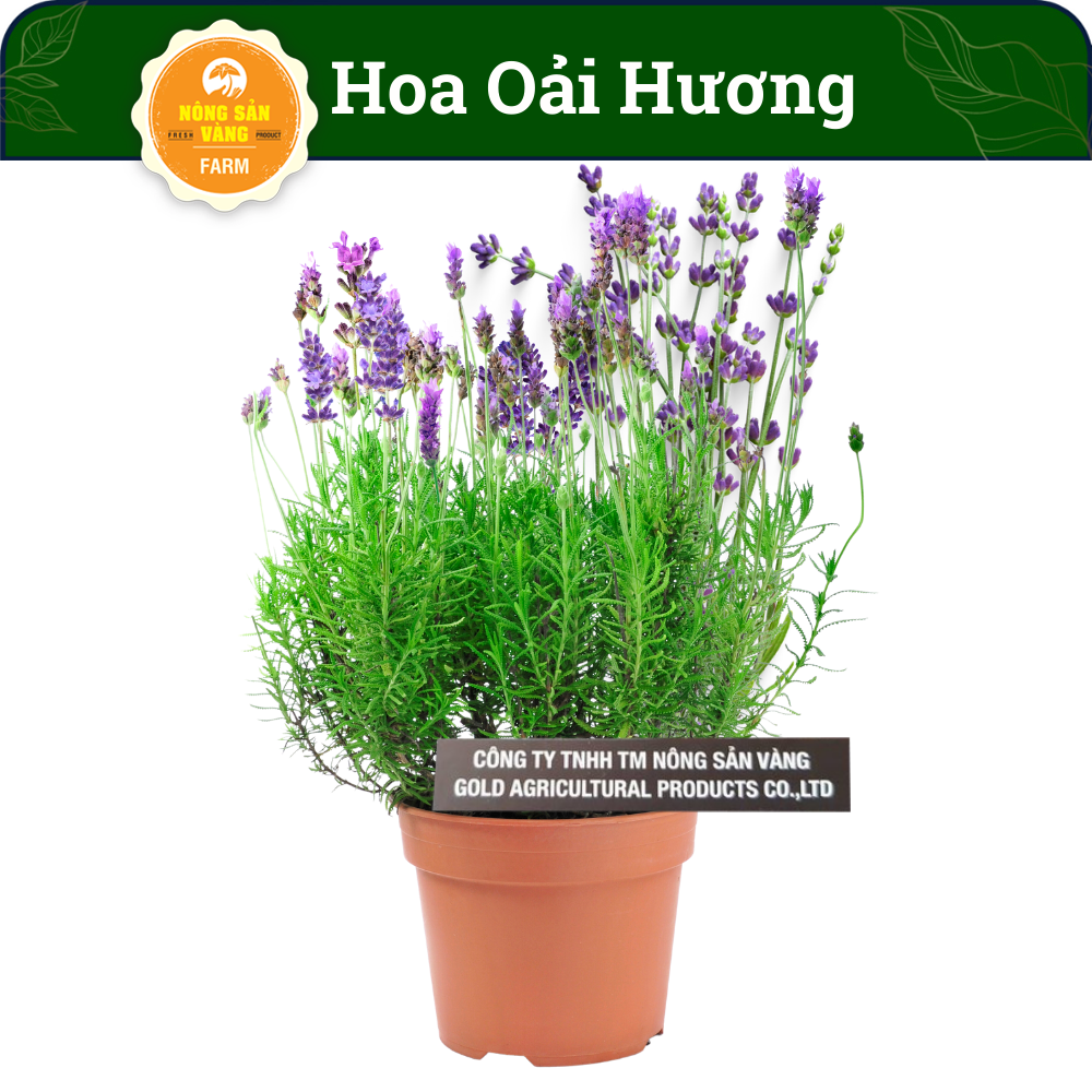 Lavender flower seeds (lavender) logo the lipstick cassava glass general in Love (pack 50 seeds)-shallow gold