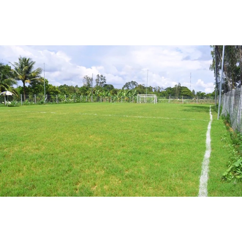 Hạt Cỏ Trồng Thảm Bermuda - Gói 10 Gram