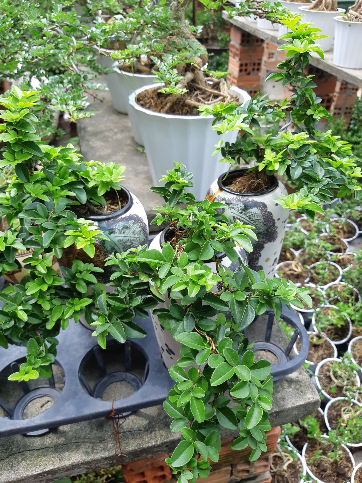 kim quýt bonsai CHẬU KIỂU