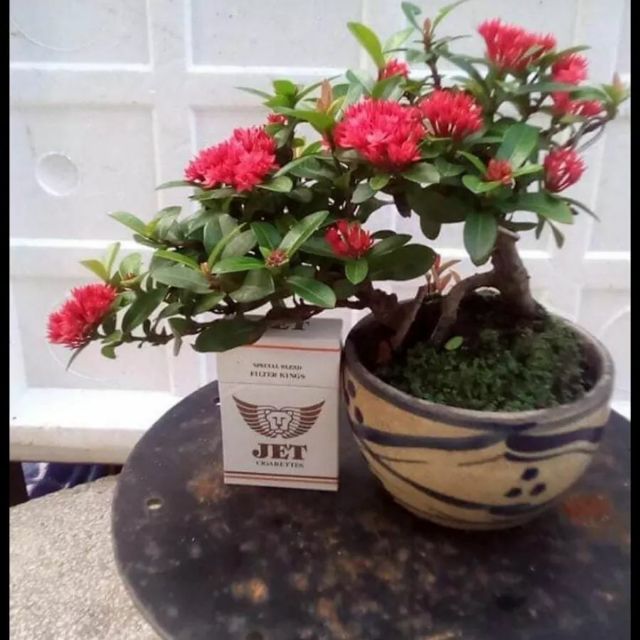 Cây giống mẫu đơn 1 thân cao 60cm