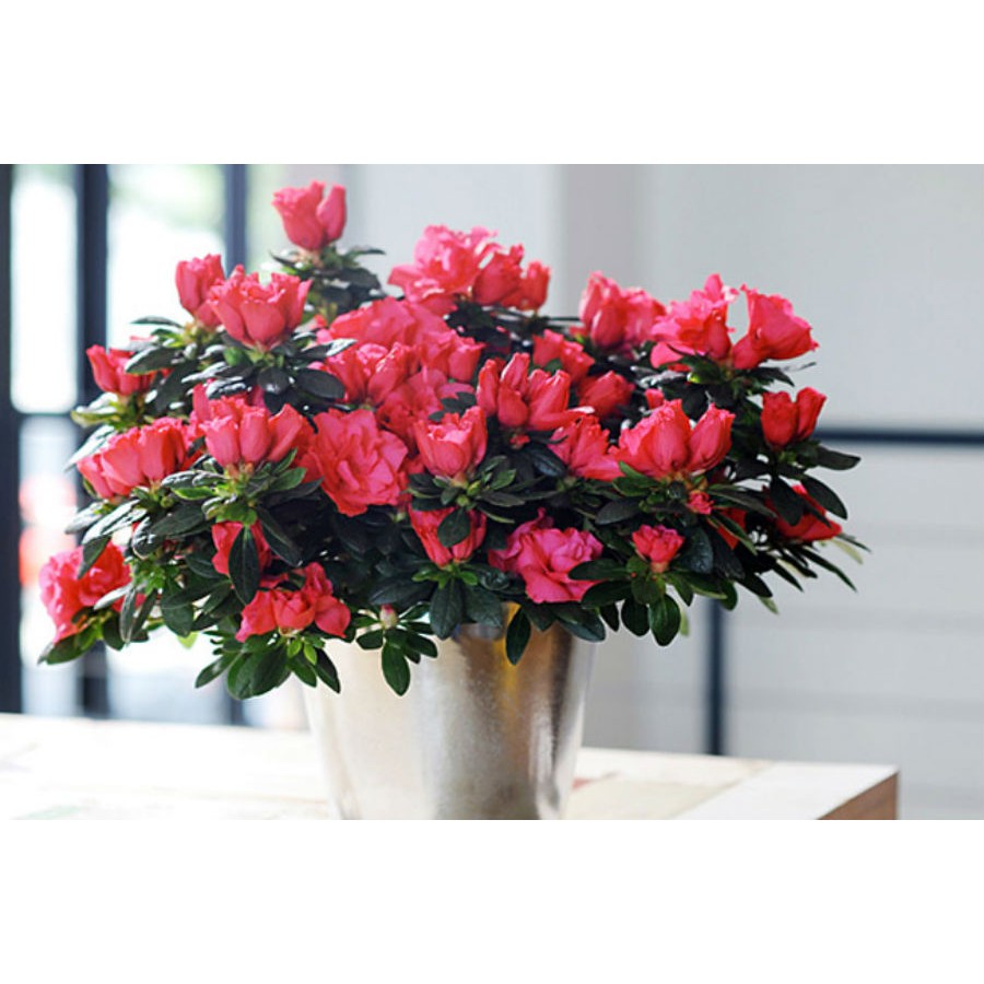 289A Hạt Giống Hoa Đỗ Quyên 5 Hạt