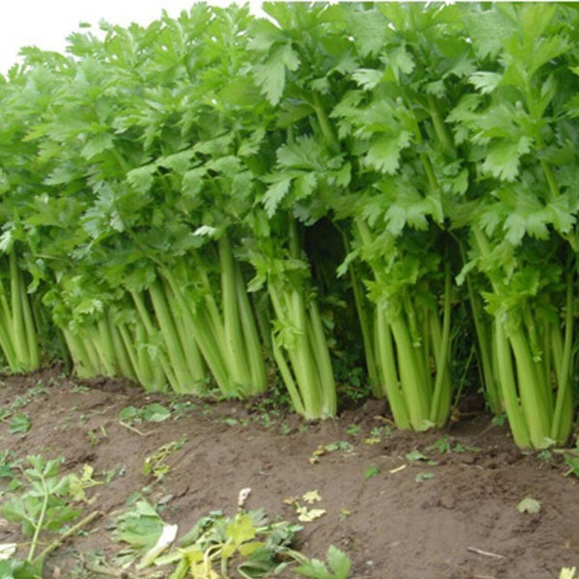 10g Hạt giống Cần tây