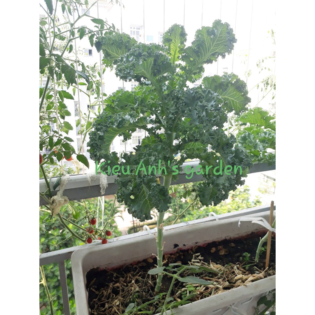 [HCM]Hạt giống Cải xoăn KALE đóng gói 2gr