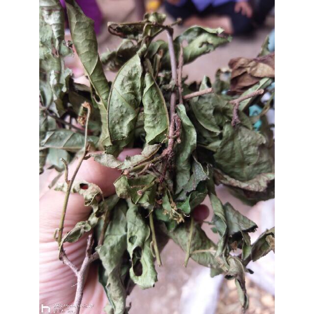 Xạ đen Hoà Bình 0.5kg (cả thân và lá)