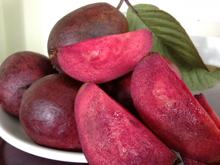 bỘ 5 CÂY GIỐNG ỔI TÍM