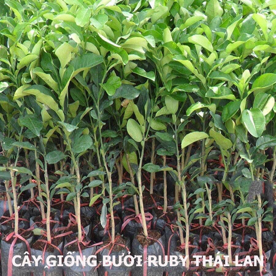 Bưởi ruby ruột đỏ cây giống- tiện 1 lần ship