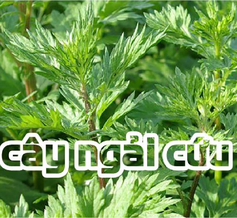 Hạt Giống Rau Ngải Cứu - Gói 50 Hạt