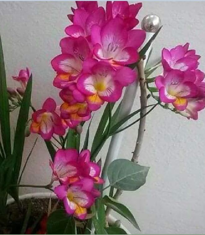 Củ hoa lan nam phi hoa màu hồng - 1 củ