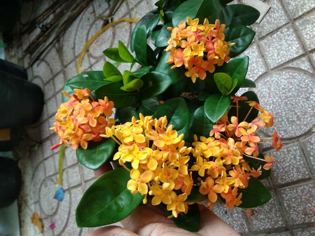 Trang mẫu đơn vàng cam