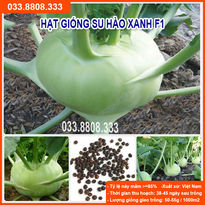 Hạt giống su hào xanh 5gram - giống năng suất cao