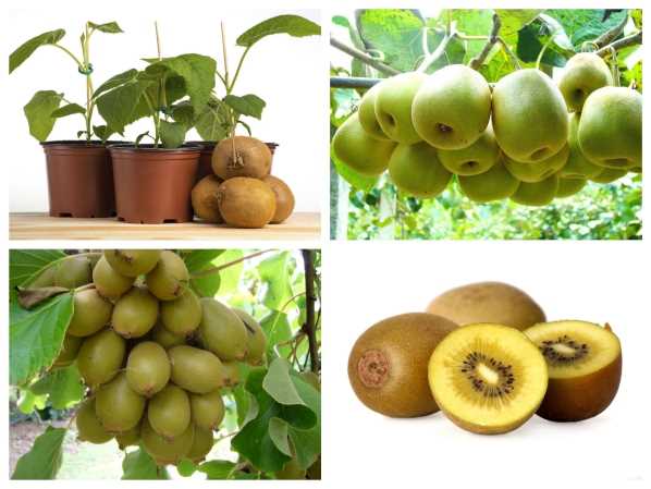 Cây giống kiwi ruột vàng.