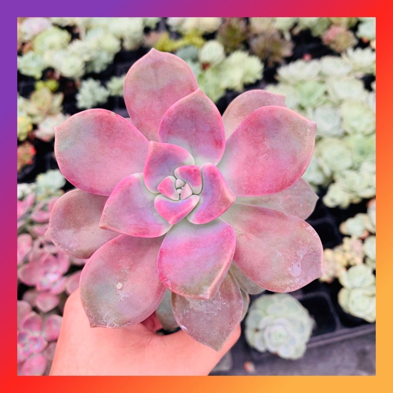 SEN ĐÁ HỒNG MẬP SIZE BÉ SIÊU KHOẺ ĐẸP LỖI 1 ĐỔI 1