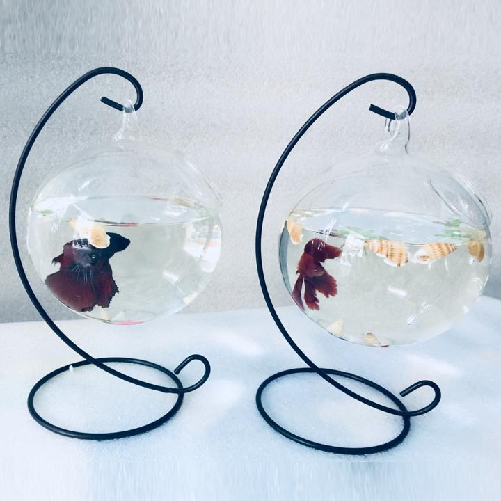 Combo 2 Bể cá mini treo C - Tặng phụ kiện