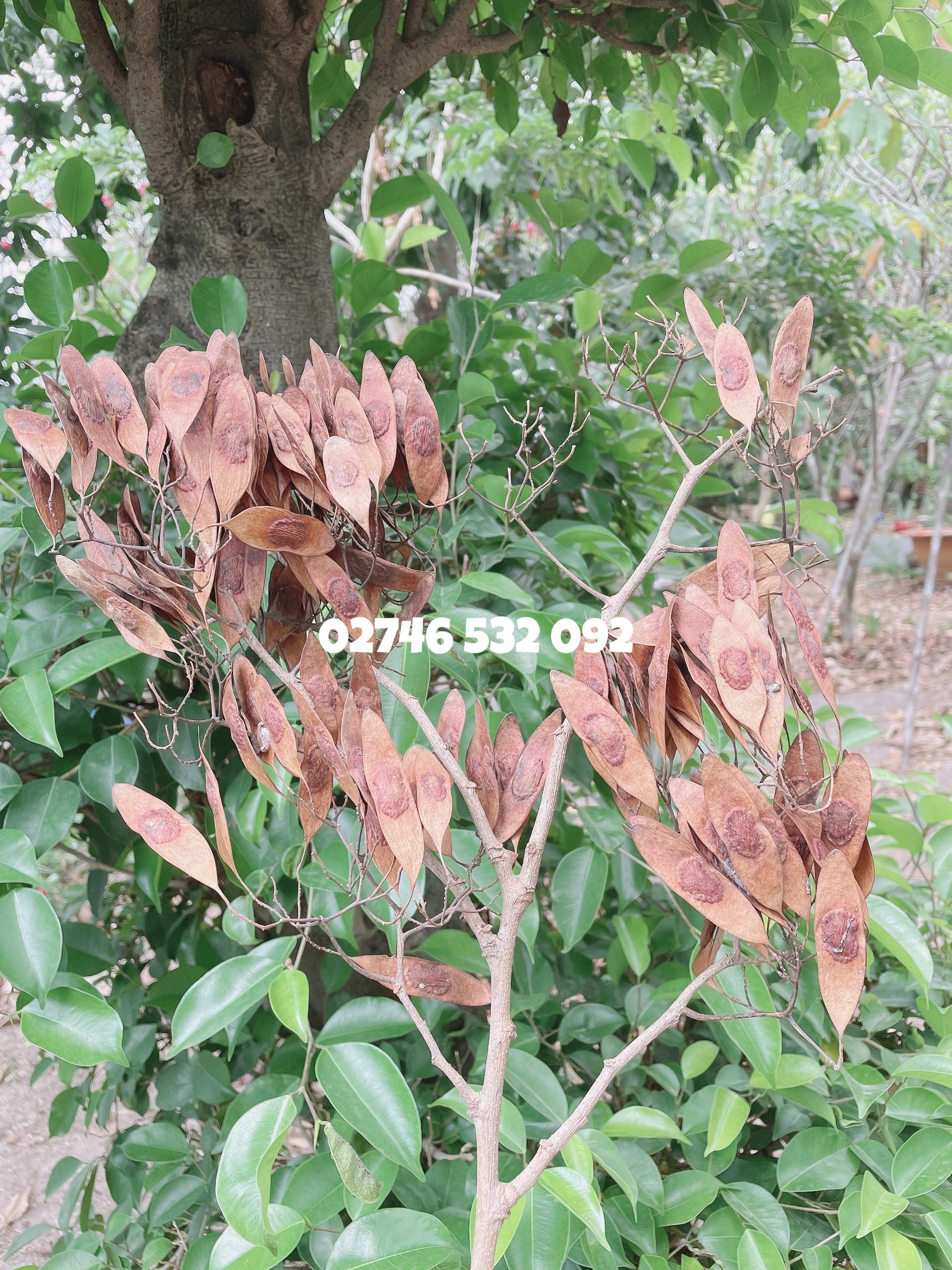 COMBO 10 HẠT GIỐNG SƯA ĐỎ (CÂY SƯA ĐỎ) QUÝ