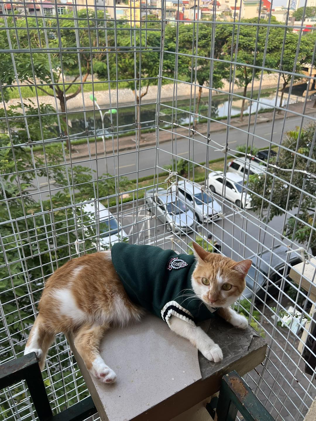 Áo gile len cho thú cưng