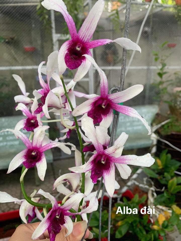 Hoa lan denro Alba Đài