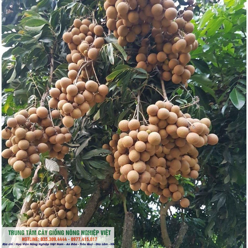 Cây Giống Nhãn Muộn Hưng Yên
