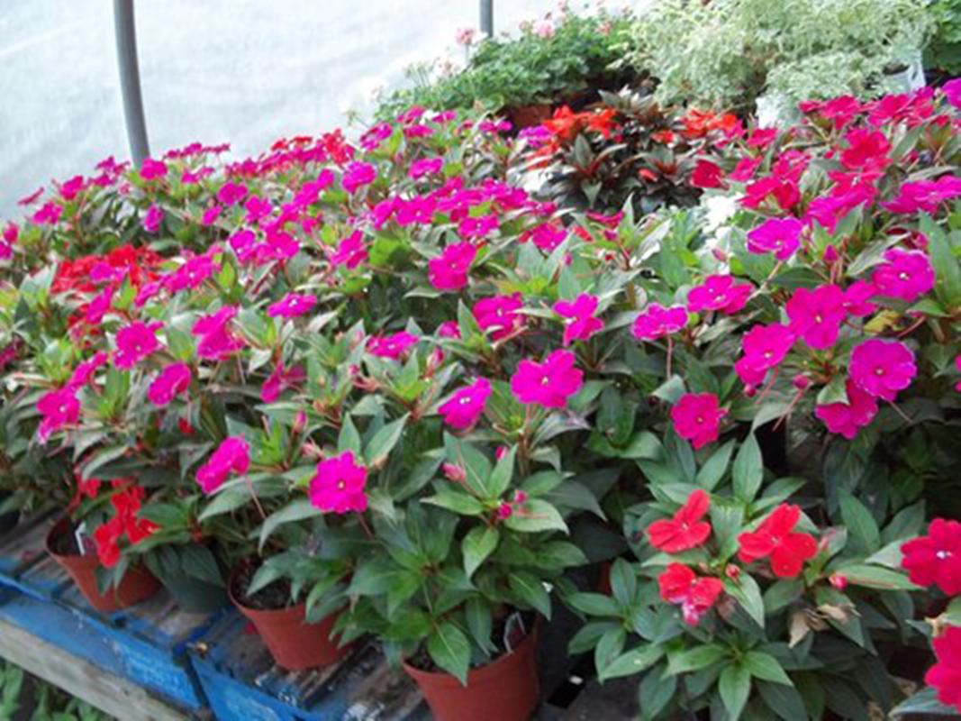 Hạt giống hoa Mai địa thảo
