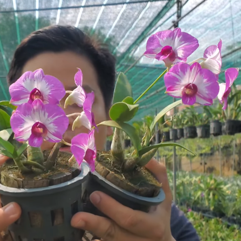 DENDRO MINI CHỚP