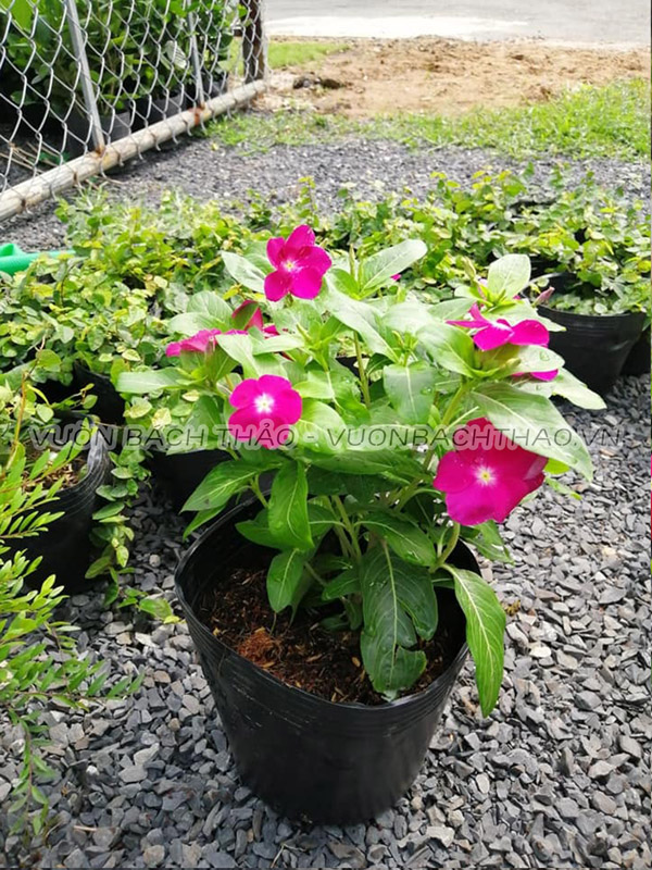 Cây dừa cạn siêu bông chịu nắng tốt