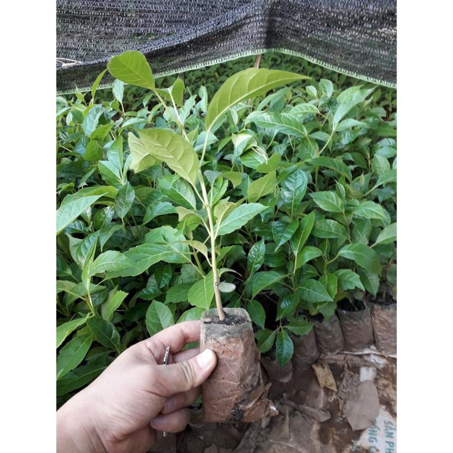 CÂY GIỐNG CÂY KÈN HỒNG(CÂY CHUÔNG HỒNG)