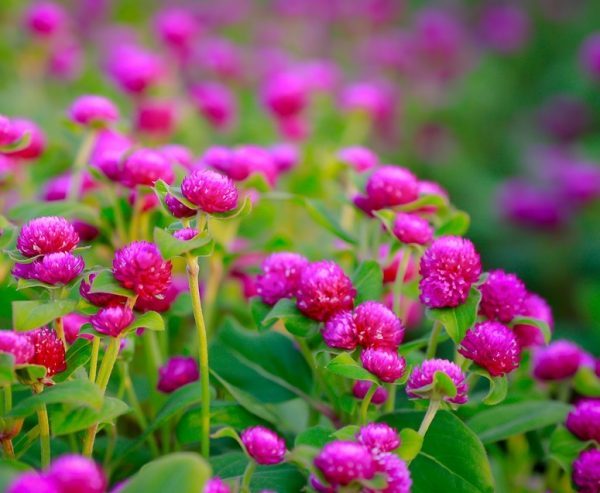 Hạt giống Cúc bách nhật mix nhiều màu