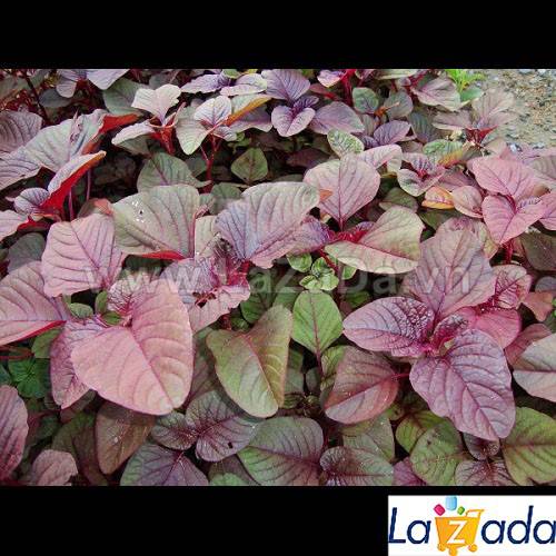 1kg hạt giống rau dền đỏ