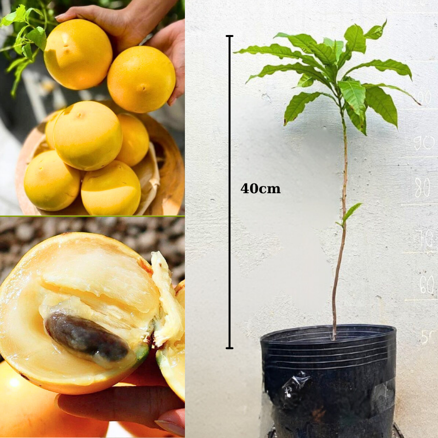 02 Cây giống Vú Sữa Hoàng Kim gieo hạt