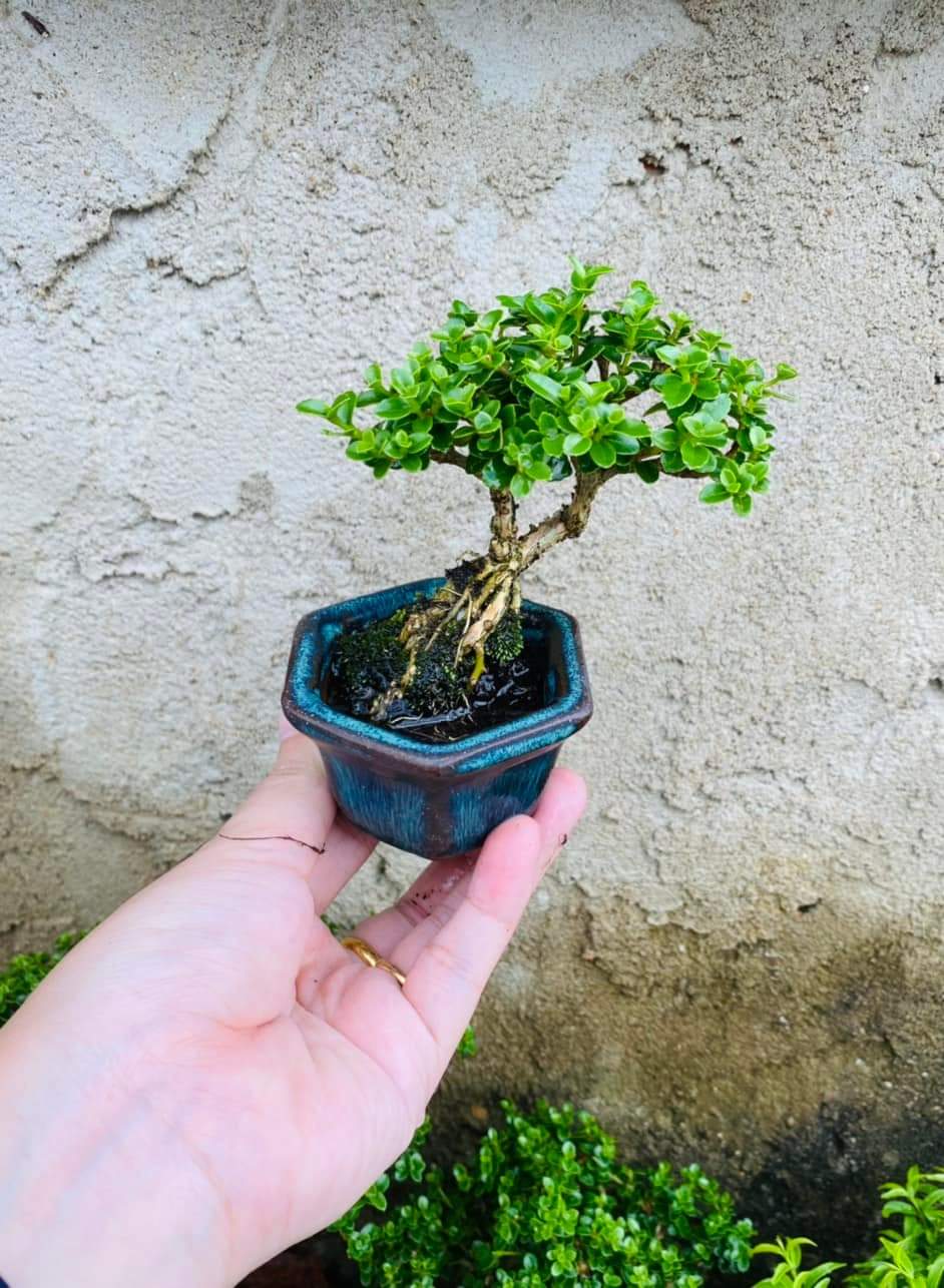 Sam hương bonsai mini size 10cm TẶNG phân tan chậm