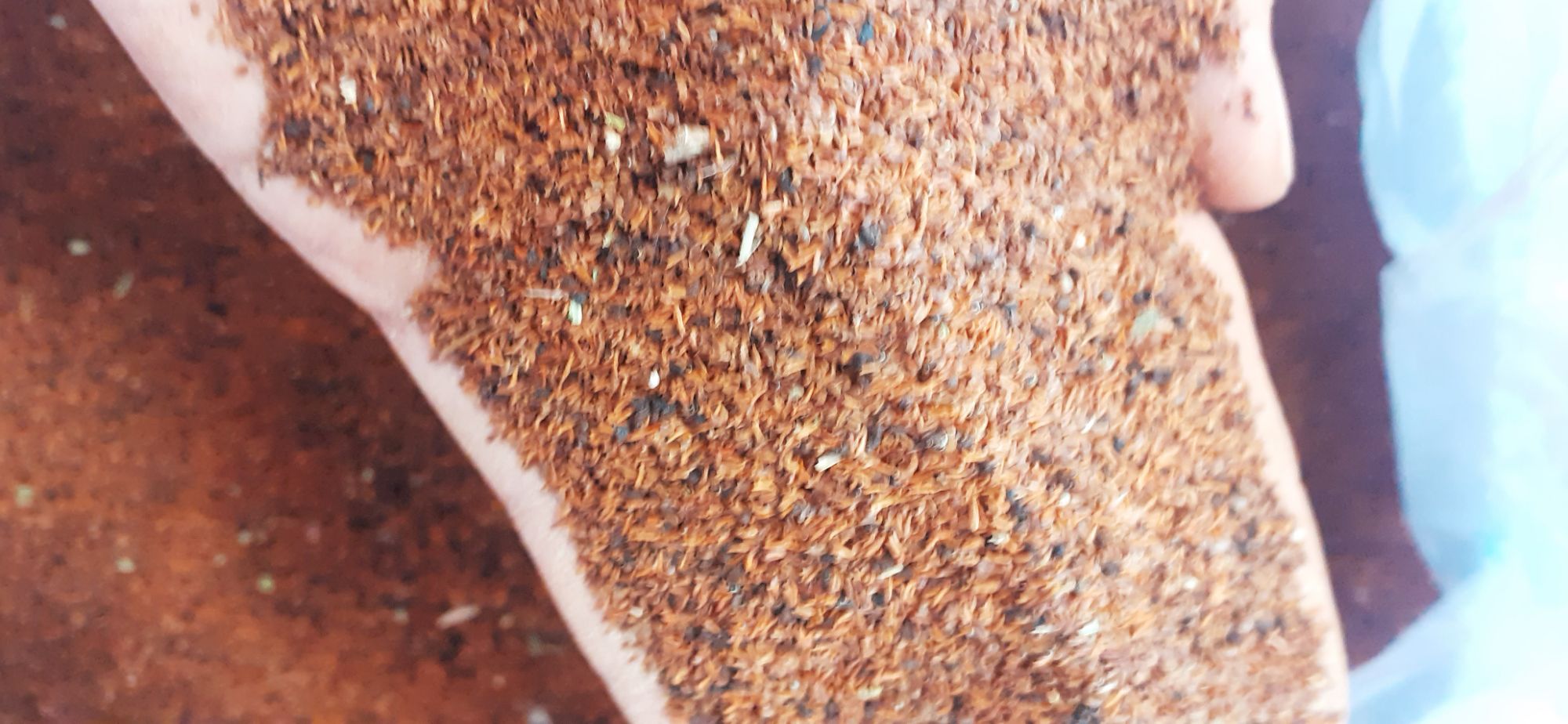 Red Eucalyptus seed