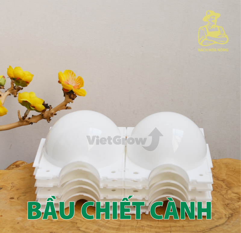 [HCM]Combo 5 Bầu chiết cành Croco - Size M (8cm), Màu Trắng