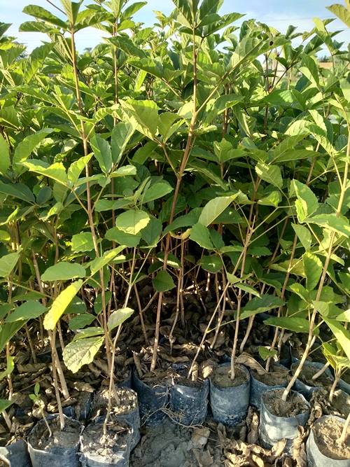 combo 2 cây giống phong linh