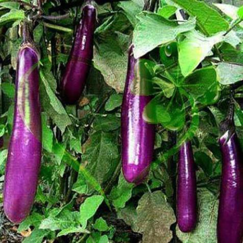 Hạt giống cà tím dài F1 Thái lan - Gói 1g