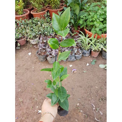 Cây hoa trà my giống Ngũ sắc - Đỏ
